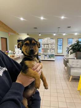 Rescue Chihuahua and Australian Cattle Dog Blue Heeler Dogs for Adoption in Winter, Wisconsin - Dartagnan | PetCurious