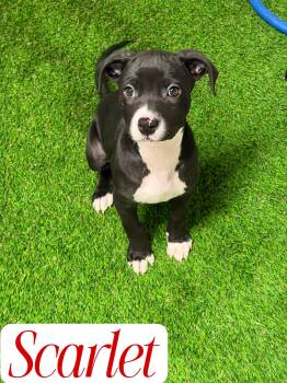 Pit Bull Terrier Dogs Available for Adoption in West Milford, New Jersey - Scarlet | PetCurious