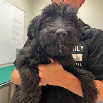 Latte -  Mixed Breed and Black Labrador Retriever Dog for Adoption in Wichita, Kansas - Latte | PetCurious