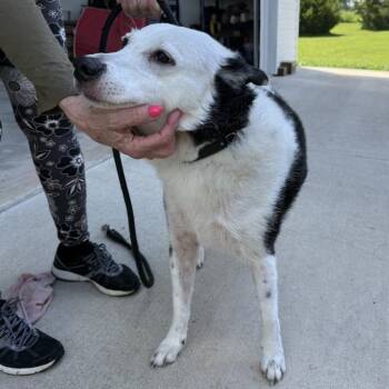 Anya -  Border Collie Dog for Adoption in Columbia, Missouri - Anya | PetCurious