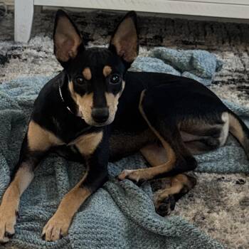Max -  Miniature Pinscher and Rat Terrier Dog for Adoption in Austin, Texas - Max | PetCurious
