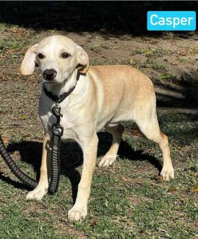 Rescue Mixed Breed Dogs for Adoption in Puyallup, Washington - Casper | PetCurious