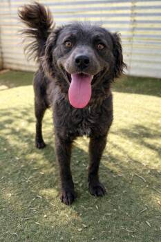 Border Collie and Collie Dogs Available for Adoption in Ramona, California - Frida | PetCurious