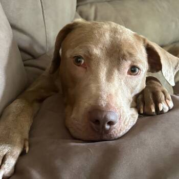 Rescue Chocolate Labrador Retriever and Mixed Breed Dogs for Adoption in St. Louis, Missouri - Lake | PetCurious