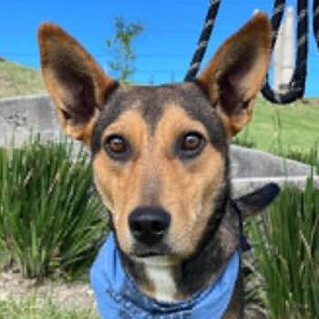 Pumba (20260817-04) -  Shepherd Dog for Adoption in Niagara Falls, Ontario - Pumba (20260817-04) | PetCurious