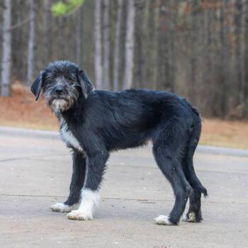 Terrier Dogs Available for Adoption - Poe | PetCurious