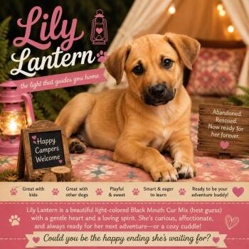 Lily Lantern -  Labrador Retriever and Black Mouth Cur Dog for Adoption in Farmington, Missouri - Lily Lantern | PetCurious