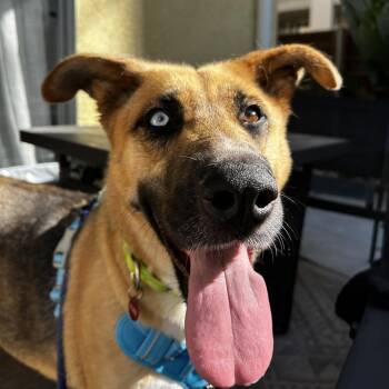 Husky and Shepherd Dogs Available for Adoption in Salt Lake City, Utah - Louise | PetCurious