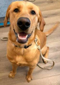 Labrador Retriever Dogs Available for Adoption - Enzo | PetCurious
