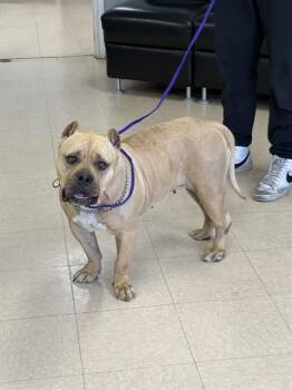 BRONCO -  Pit Bull Terrier and Mixed Breed Dog for Adoption in Killeen, Texas - BRONCO | PetCurious