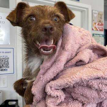 Sophia -  Terrier and Mixed Breed Dog for Adoption in Hawthorne, California - Sophia | PetCurious