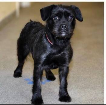 Margret -  Pug and Terrier Dog for Adoption in Heber City, Utah - Margret | PetCurious