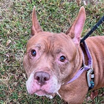 Rescue American Staffordshire Terrier Dogs for Adoption in Raleigh, North Carolina - Nala | PetCurious