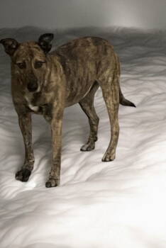 Rescue Greyhound and Shepherd Dogs for Adoption in Orange, California - Rialto | PetCurious