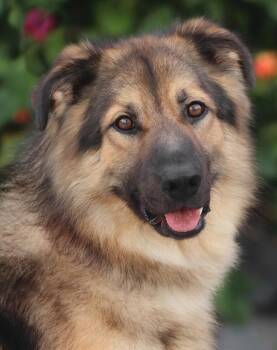 Oso von Otting -  German Shepherd Dog Dog for Adoption in Los Angeles, California - Oso Von Otting | PetCurious