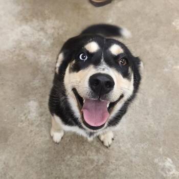 Mira -  Husky and Mixed Breed Dog for Adoption in West Point, Mississippi - Mira | PetCurious