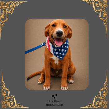 Pluto -  Mixed Breed Dog for Adoption in Cumberland, Rhode Island - Pluto | PetCurious
