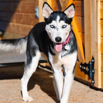 Husky Dogs Available for Adoption - Sprite | PetCurious