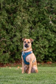 Lua -  Boxer Dog for Adoption in Mississauga, Ontario - Lua | PetCurious