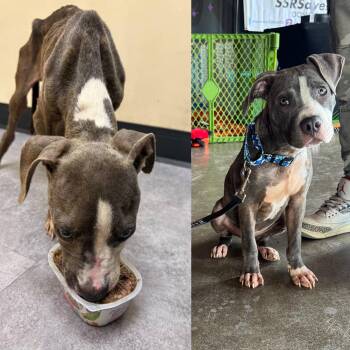 Rescue Pit Bull Terrier Dogs for Adoption in Houston, Texas - Bell | PetCurious