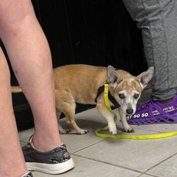 Stray Cocoa -  Chihuahua Dog for Adoption in Savannah, Georgia - Stray Cocoa | PetCurious