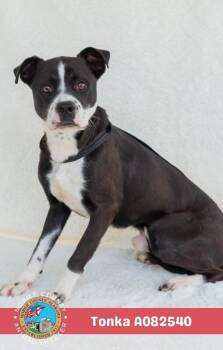 Tonka -  Pointer Dog for Adoption in Mobile, Alabama - Tonka | PetCurious