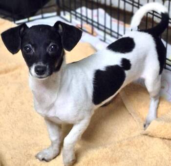 Grace -  Rat Terrier and Chiweenie Dog for Adoption in Los Angeles, California - Grace | PetCurious