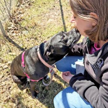 Izzy - adoption pending! -  Mixed Breed Dog for Adoption in Oshkosh, Wisconsin - Izzy - Adoption Pending! | PetCurious