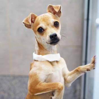 Gigi -  Terrier and Mixed Breed Dog for Adoption in Atlanta, Georgia - Gigi | PetCurious