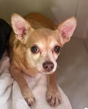 Chihuahua Dogs Available for Adoption in Bolivar, Missouri - Smidge | PetCurious