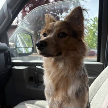 Australian Shepherd and Cavalier King Charles Spaniel Dogs Available for Adoption in Los Angeles, California - Cowgirl | PetCurious