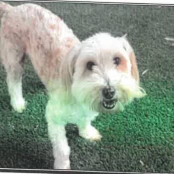 Havanese Dogs Available for Adoption in Los Angeles, California - Neil A2262749 | PetCurious