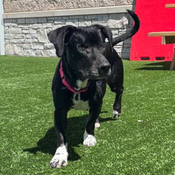 Woodstock -  Mixed Breed Dog for Adoption in Naperville, Illinois - Woodstock | PetCurious