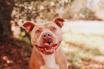 American Staffordshire Terrier and Mixed Breed Dogs Available for Adoption - 91490A Pinky | PetCurious