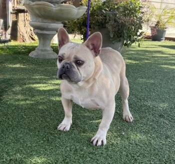 French Bulldog Dogs Available for Adoption - Camilla | PetCurious