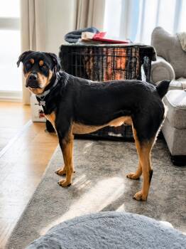 Brunos adoption fee has been fully sponsored -  Rottweiler Dog for Adoption in Columbia, Maryland - Brunos Adoption Fee Has Been Fully Sponsored | PetCurious
