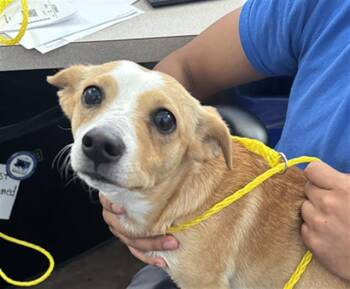 CHESTER -  Mixed Breed Dog for Adoption in Dallas, Texas - CHESTER | PetCurious