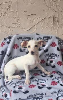 Yetti -  Dachshund and Chihuahua Dog for Adoption in Orlando, Florida - Yetti | PetCurious
