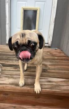 Clyde -  Pug Dog for Adoption in Blue Springs, Missouri - Clyde | PetCurious