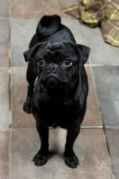 Lilac -  Pug Dog for Adoption in Tucson, Arizona - Lilac | PetCurious