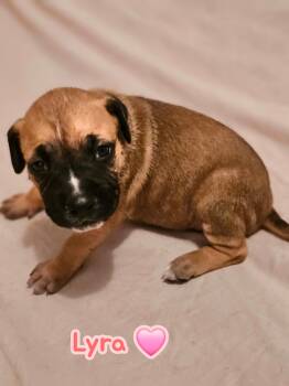 Mixed Breed Dogs Available for Adoption in Holly Springs, North Carolina - Lyra - Stormie Litter | PetCurious