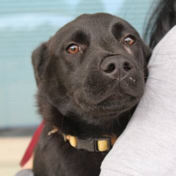 Black Labrador Retriever and Terrier Dogs Available for Adoption - Sadie | PetCurious
