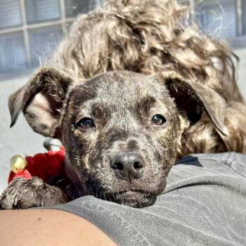 Rescue American Staffordshire Terrier Dogs for Adoption in Austin, Texas - Alexus | PetCurious