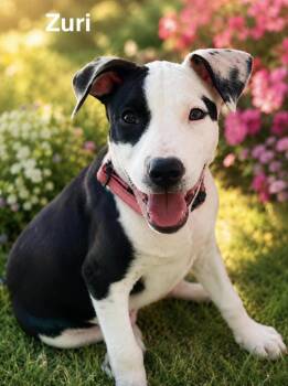Zuri -  Pit Bull Terrier Dog for Adoption in Lucas, Texas - Zuri | PetCurious