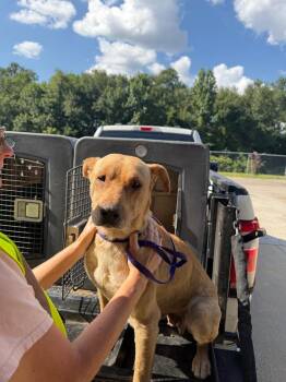 Mary Lou -  Labrador Retriever and Pit Bull Terrier Dog for Adoption in Nacogdoches, Texas - Mary Lou | PetCurious