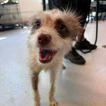 MooMoo -  Mixed Breed Dog for Adoption in Huntington, West Virginia - MooMoo | PetCurious