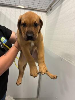 Hound Dogs Available for Adoption in Bloomington, Indiana - Pomelo | PetCurious