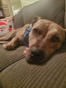 Pit Bull Terrier Dogs Available for Adoption - Quincey | PetCurious