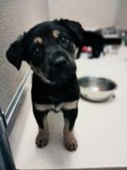 Chip -  German Shepherd Dog Dog for Adoption in Mineral Point, Wisconsin - Chip | PetCurious