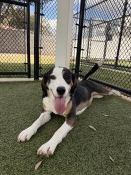 Treeing Walker Coonhound and Mixed Breed Dogs Available for Adoption - Ruth | PetCurious